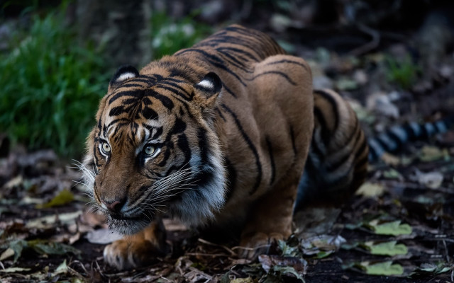 Tiger forest leaves grass closed free wallpaper - medium preview image