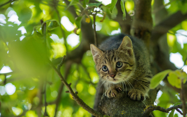 Kitten branch curious nature blurry free wallpaper - medium preview image