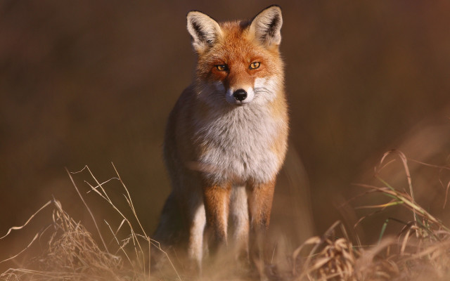 Red fox curious animal photography free wallpaper - medium preview image