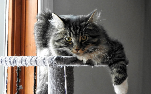 Sad cat sitting cat tree free wallpaper - medium preview image