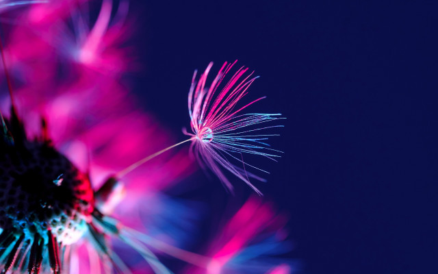 Dandelion pink blue macro fireworks free wallpaper - medium preview image