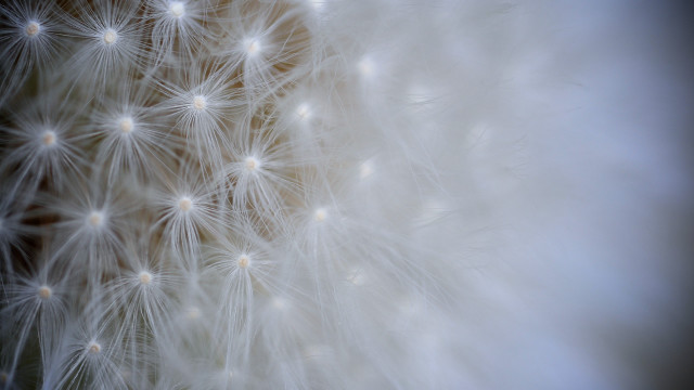 Dandelion white seeds macro night free wallpaper - medium preview image