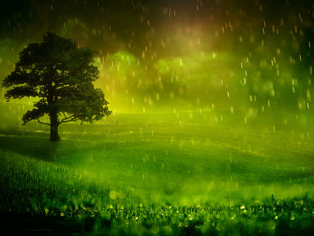 Tree rain field green grass #2 free wallpaper - medium preview image