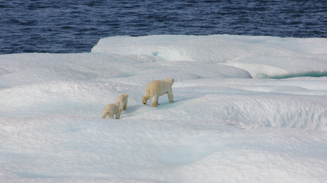 Polar bears ice floes wildlife free wallpaper - medium preview image