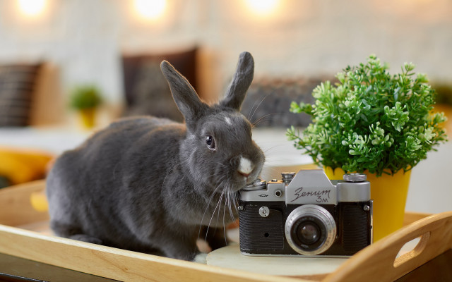 Rabbit camera plant art photography free wallpaper - medium preview image