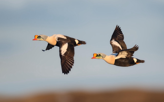 Two birds flying blue sky free wallpaper - medium preview image