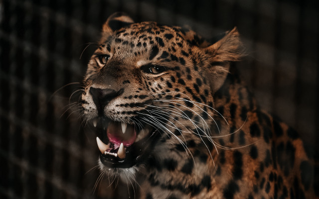 Leopard open mouth sharp teeth #2 free wallpaper - medium preview image