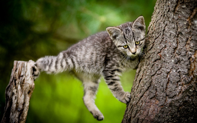 Kitten climbing tree forest green free wallpaper - medium preview image