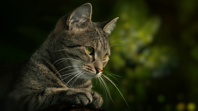 Cat sitting table green eyes free wallpaper - medium preview image