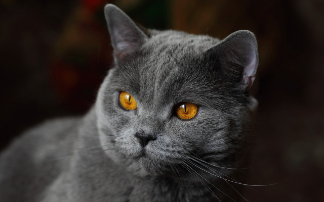 Gray cat yellow eyes serious #9 free wallpaper - medium preview image