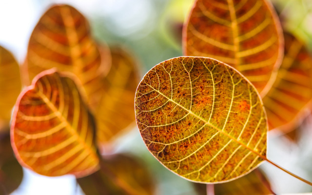 Leaf shiny orange foliage blurry free wallpaper - medium preview image
