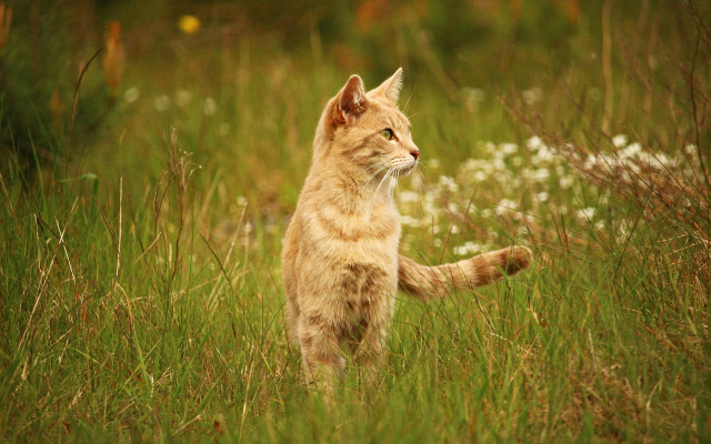 Cat field flower grass bush free wallpaper - medium preview image