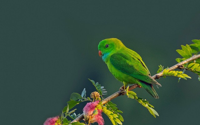 Green bird flowers branch cloisonnism free wallpaper - medium preview image
