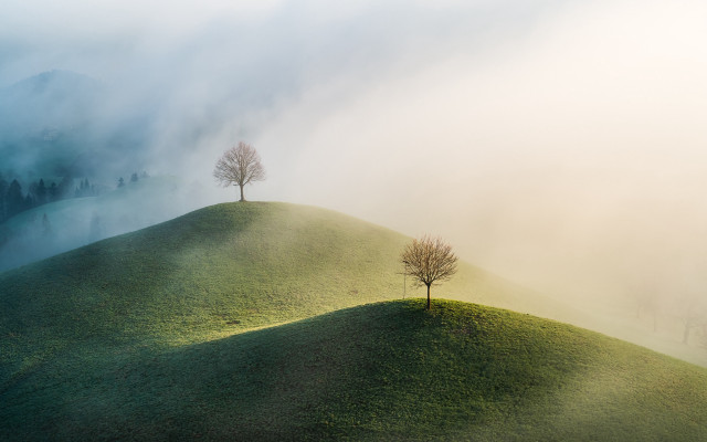 Grassy hill two trees foggy free wallpaper - medium preview image