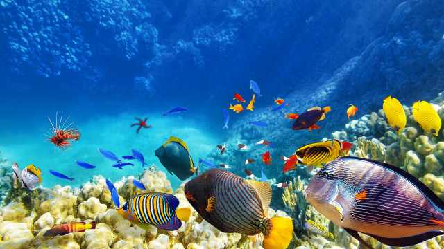 Fish reef ecological underwater bubbles free wallpaper - medium preview image