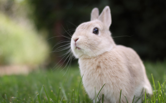 White rabbit grass nature macro free wallpaper - medium preview image