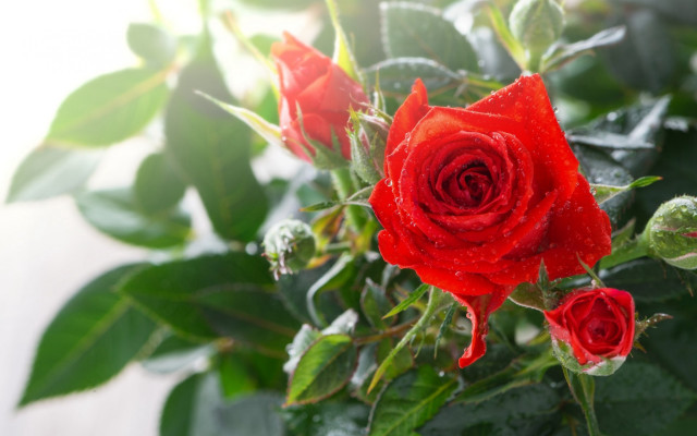 Red rose water droplets macro #33 free wallpaper - medium preview image