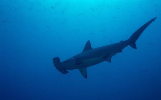 Large shark ocean fish arabesque free wallpaper - medium preview image