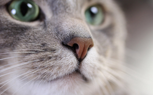 Cat greeneyes whitenose noserings blacknose free wallpaper - medium preview image