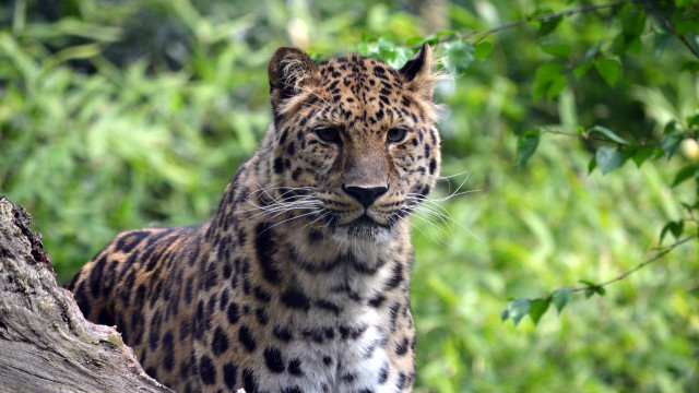 Leopard tree branch woods bokeh free wallpaper - medium preview image