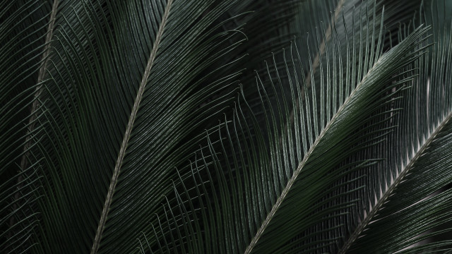 Green palm leaf white bird free wallpaper - medium preview image
