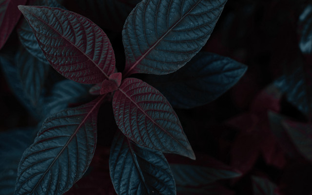 Leafy plant red green blurry free wallpaper - medium preview image