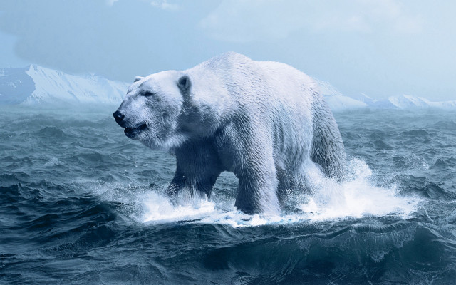 Polar bear ocean mountains ecological free wallpaper - medium preview image