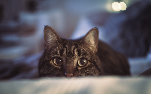 Cat surprised eyes blurry background free wallpaper - medium preview image