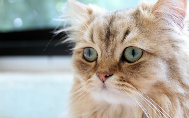 Cat green eyes night moon free wallpaper - medium preview image