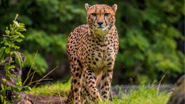 Cheetah grass trees blurry nature free wallpaper - medium preview image