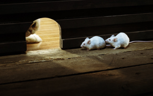 Two white mice wooden floor free wallpaper - medium preview image