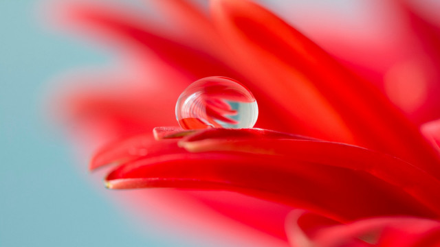 Flower waterdrop blue sky macro free wallpaper - medium preview image