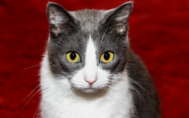 Cat yellow eyes red carpet free wallpaper - medium preview image