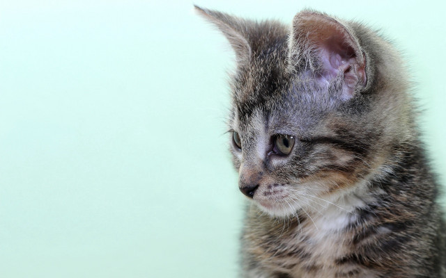 Cute kitten blue background realistic free wallpaper - medium preview image