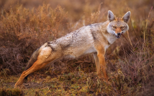 Lone wolf tall grass open free wallpaper - medium preview image