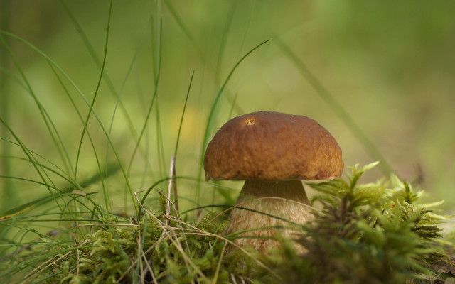 Mushroom moss forest grass plant free wallpaper - medium preview image