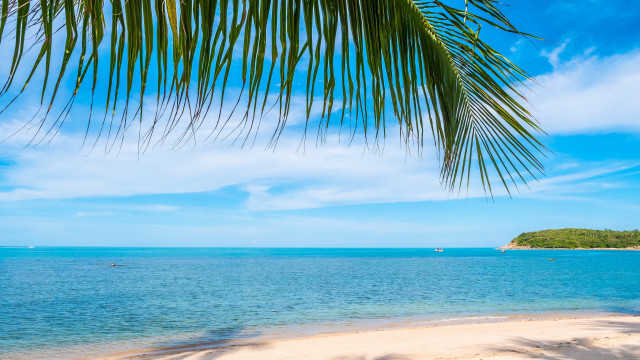 Beach palm trees water boats free wallpaper - medium preview image