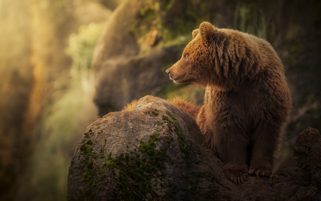 Brown bear rock moss forest free wallpaper - medium preview image