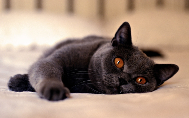Curious black cat on beach free wallpaper - medium preview image