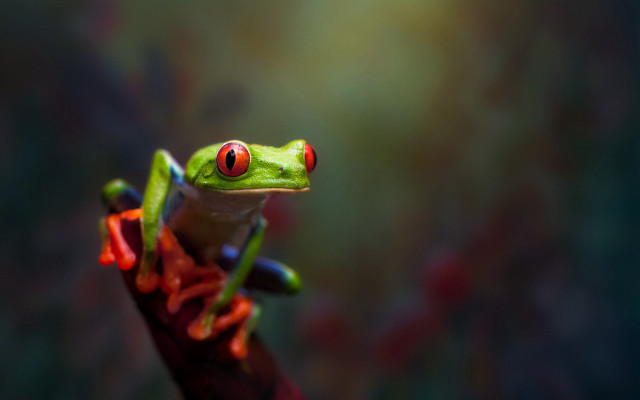 Frog red eyes branch blurry free wallpaper - medium preview image