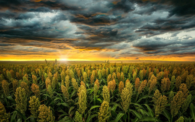 Sunset field cloudy sky grass free wallpaper - medium preview image