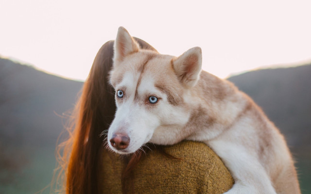 Husky mountains countryside neoplasticism dog free wallpaper - medium preview image