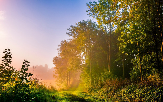 Woods path bright sunset autumn free wallpaper - medium preview image