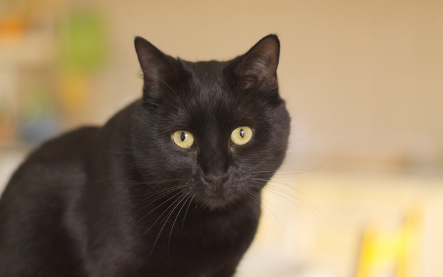 Black cat yellow eyes tilt #2 free wallpaper - medium preview image