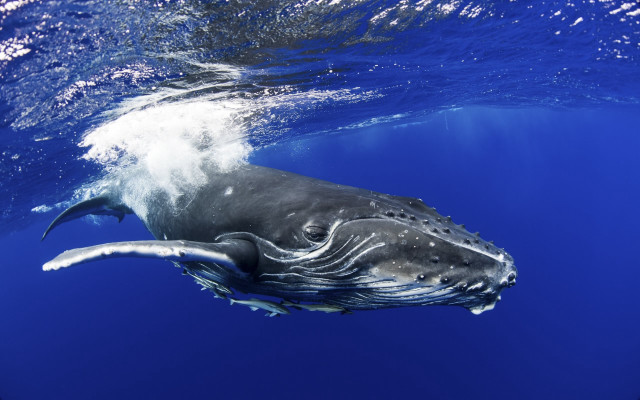 Large gray whale underwater surfing free wallpaper - medium preview image