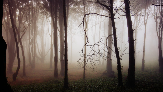 Foggy forest bamboo moon trees free wallpaper - medium preview image