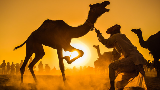 Desert sunset man kneeling camel free wallpaper - medium preview image