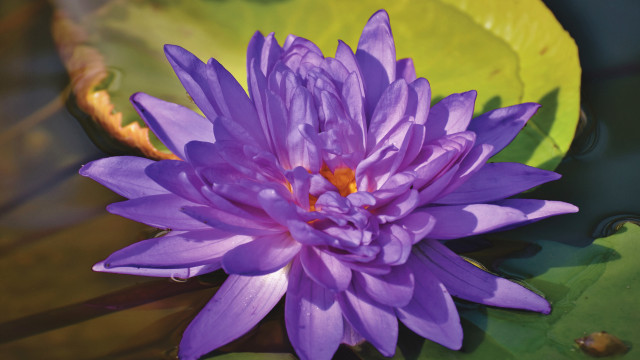 Purple hydrangea lotus leaves floating free wallpaper - medium preview image