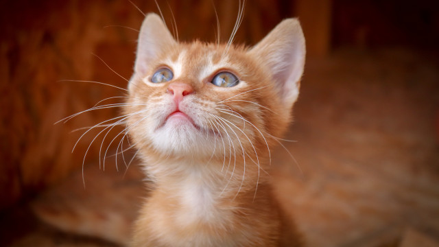 Orange kitten blue eyes surprised free wallpaper - medium preview image