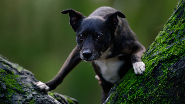 Dog moss branch sad forest free wallpaper - medium preview image